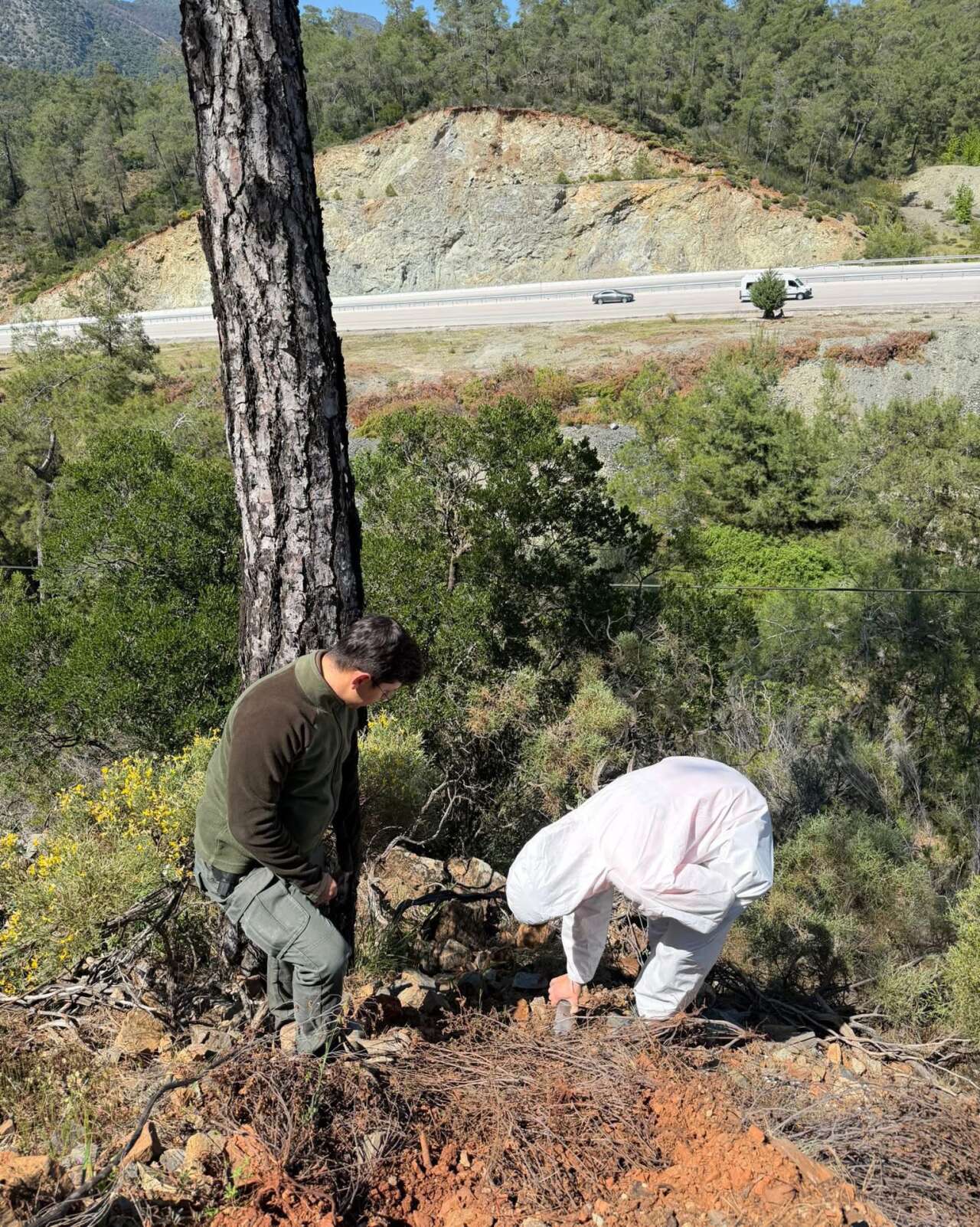 Muğla’da Çam Kese Böceğine Karşı Biyolojik Mücadele Sürüyor 1